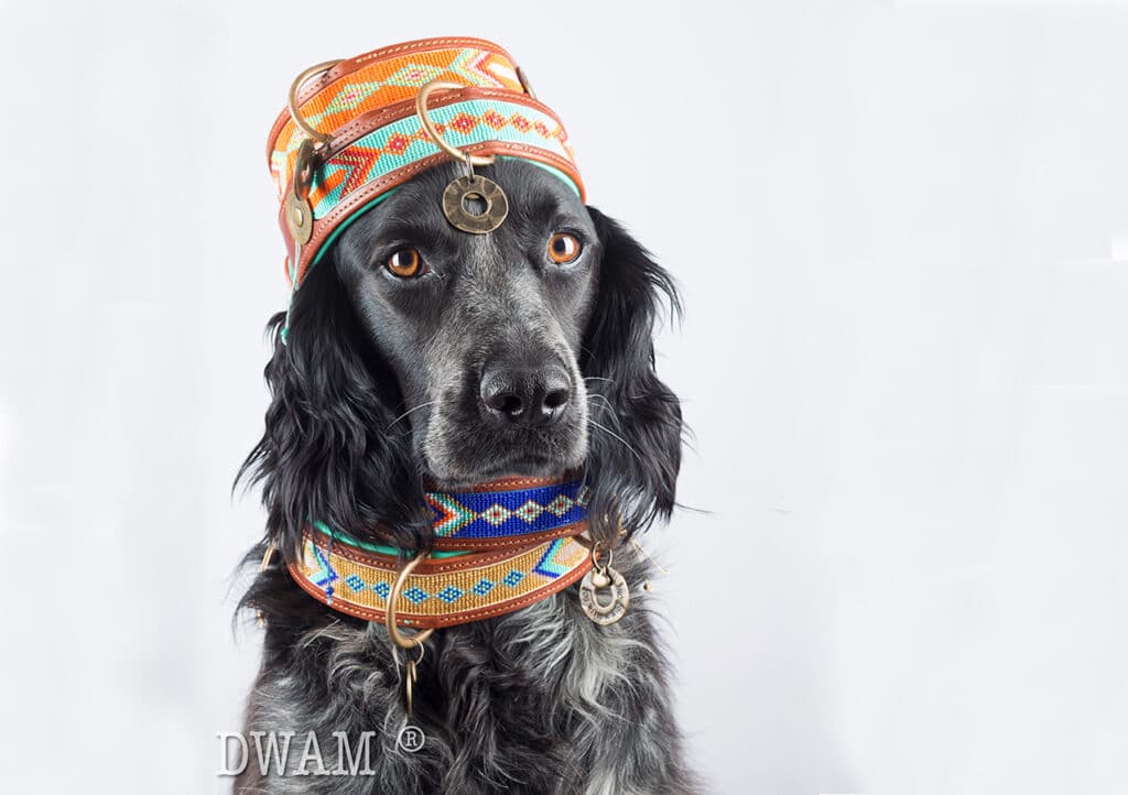 Dog With a Mission en Dogahaves