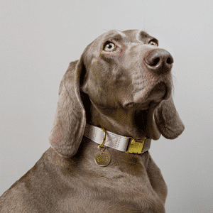 Hondenpenning goud hondenhalsband goud