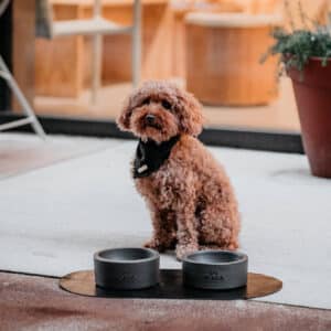 zwarte placemat honden voerbakken met zwarte voerbakken