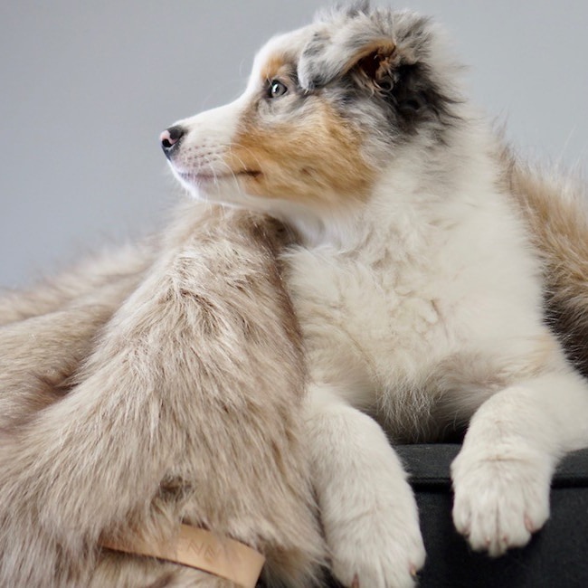 Cappucino hondendeken labbvenn dogahaves faux fur
