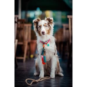 Hondenhalsband en lijn kopen van Dog With a Mission