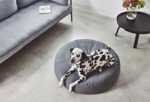 beautiful dog pouf botanical living style