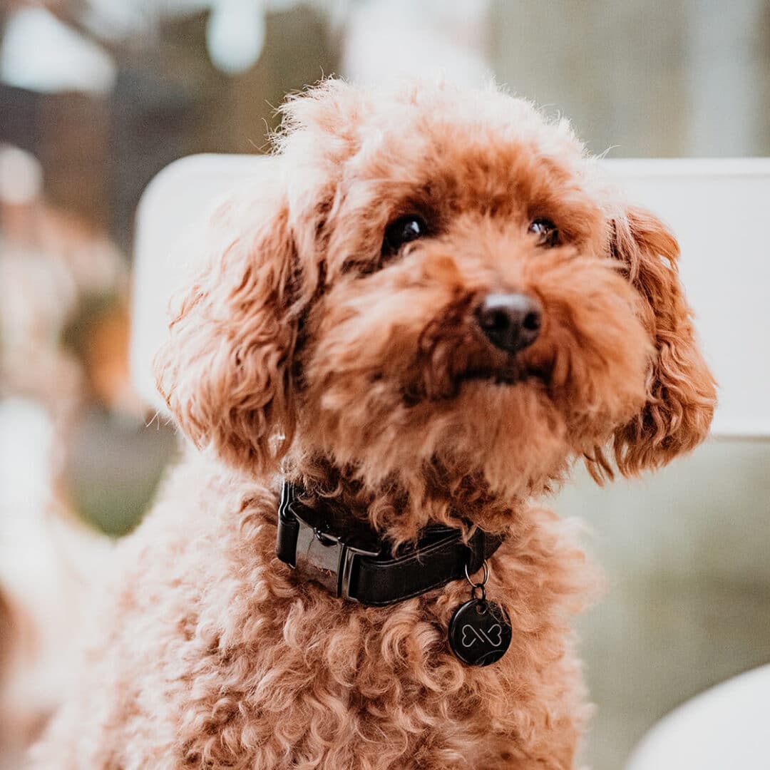 DOGA honden halsband gun black vegan leer