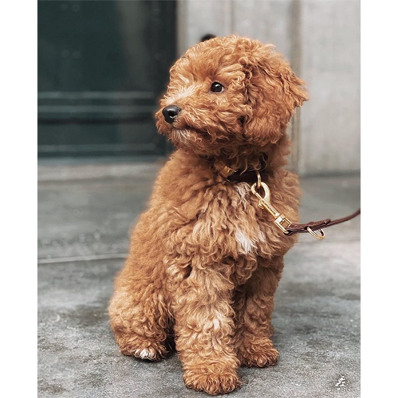 Luxe halsband goud toypoodle
