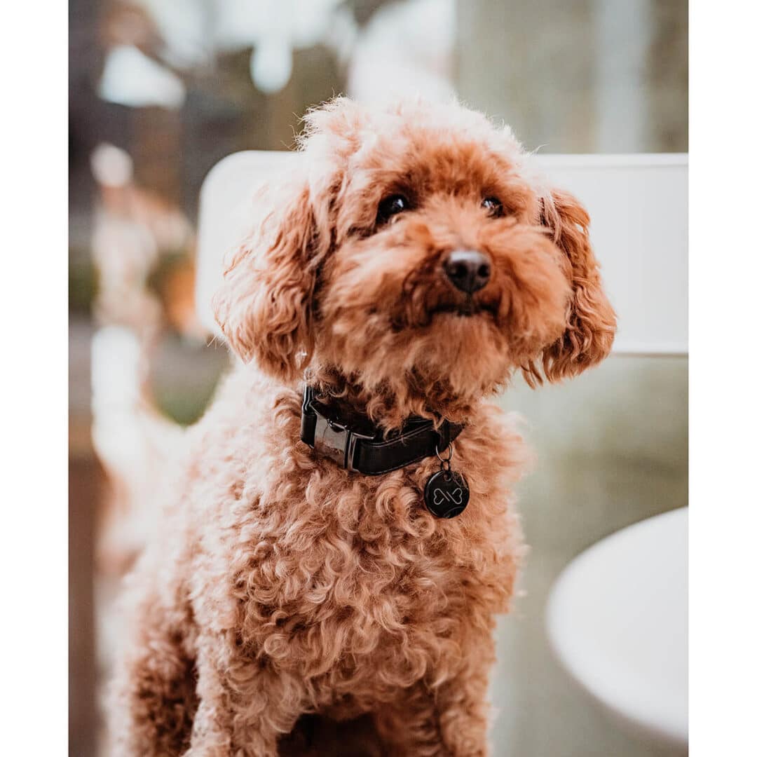 zwarte honden halsband gun black vegan leer