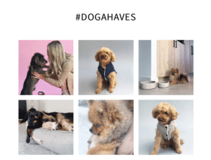 Instagram hondenboetiek Dogahaves