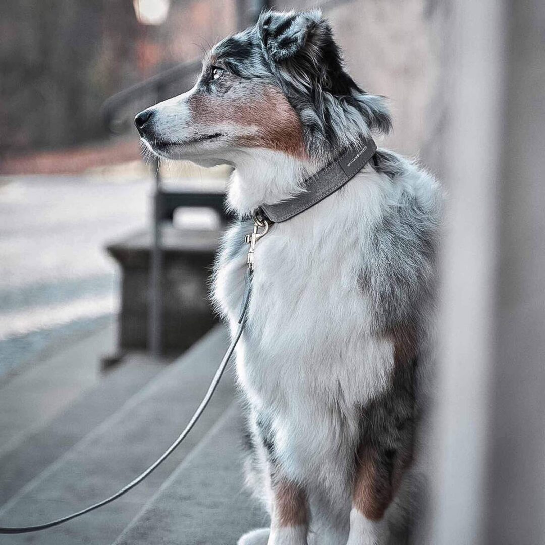 Leren hondenhalsband Shepherd grijs met goud