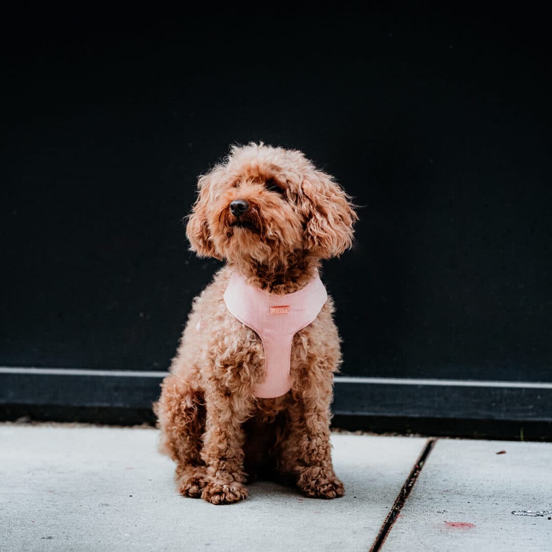 Roze hondentuigje pink velvet DOGA