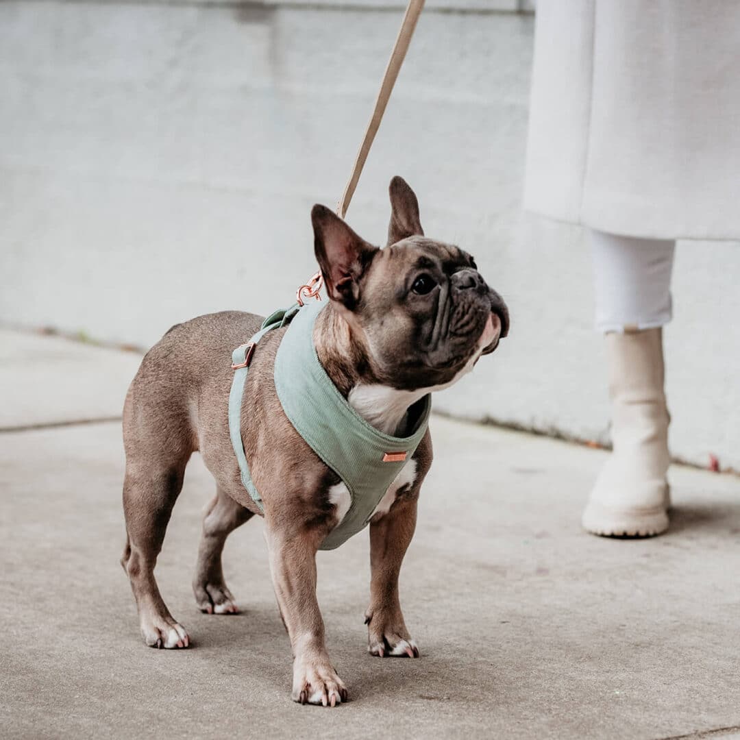 Soft hondentuigje minty velvet franse bulldog