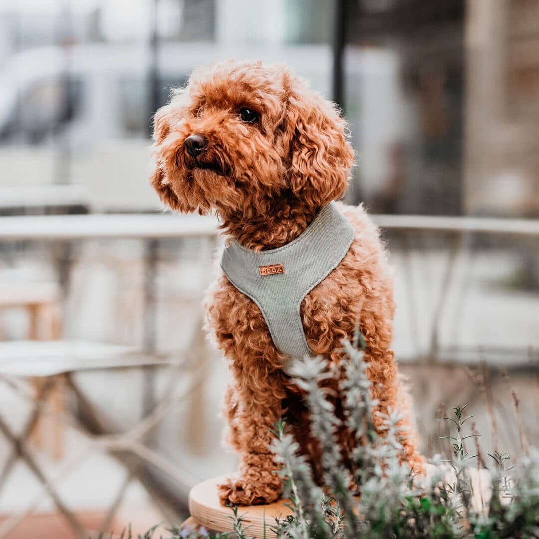 Soft hondentuigje minty velvet toypoodle DOGA