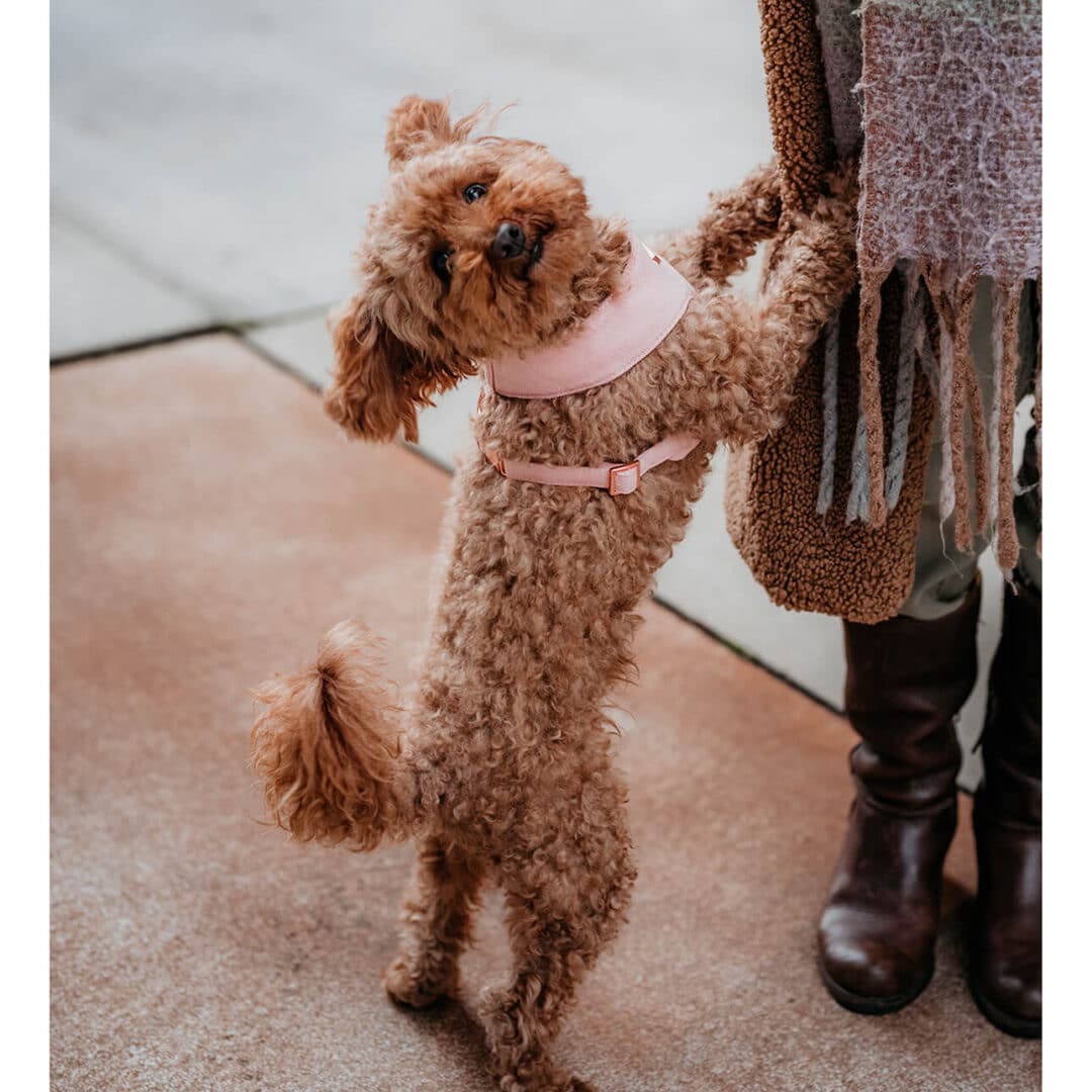 Soft hondentuigje roze pink velvet DOGA
