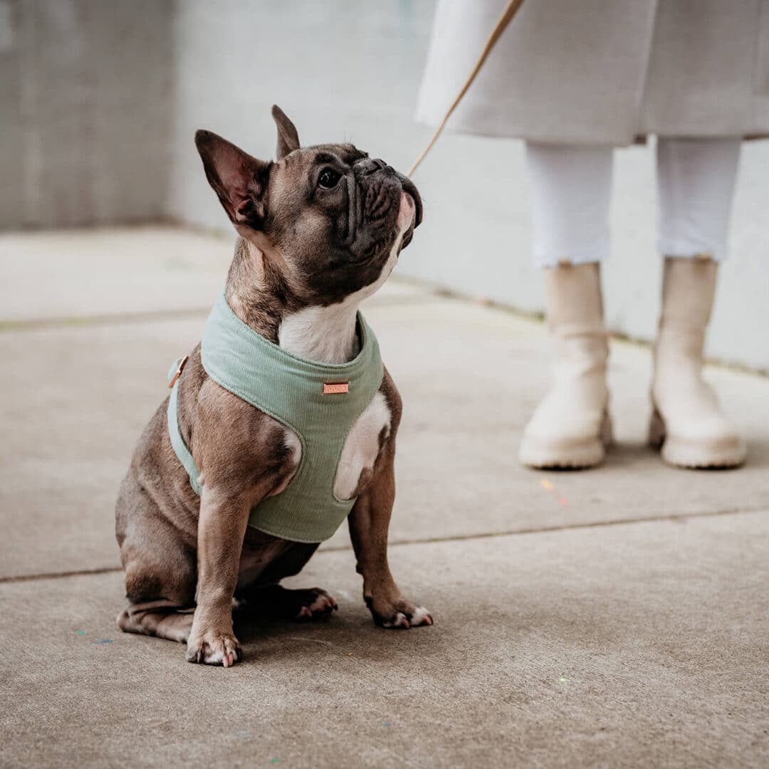 Zacht Soft hondentuigje minty velvet franse bulldog