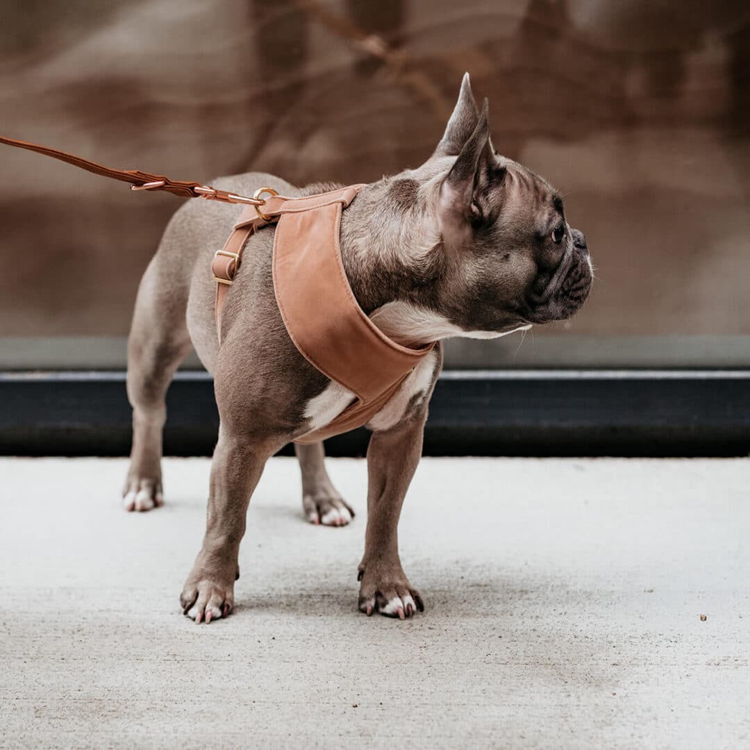 luxe Soft hondentuigje Camel puppia
