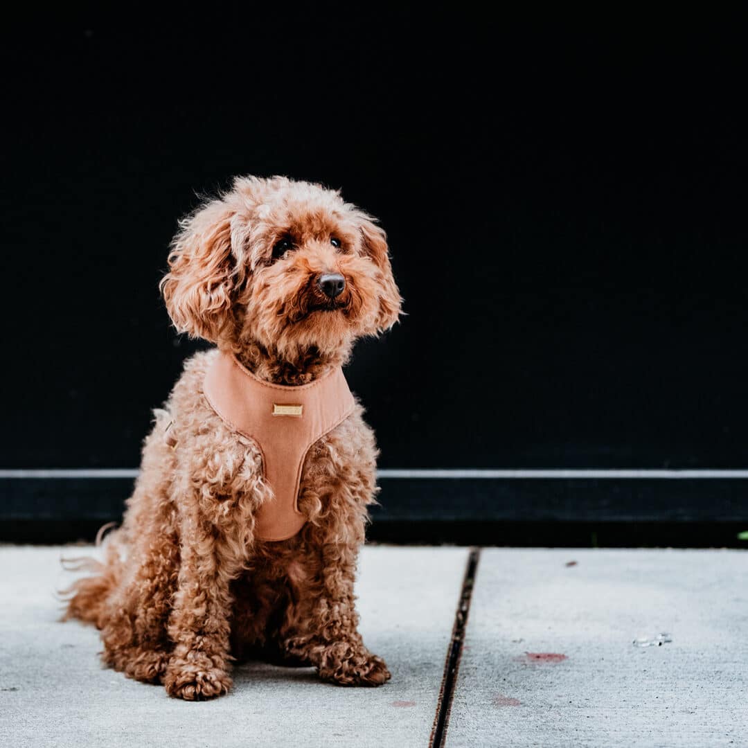 luxe soft hondentuig Camel toypoodle