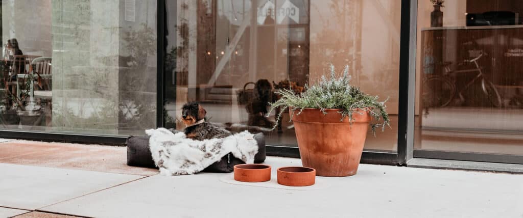 Hondenboetiek luxe honden artikelen