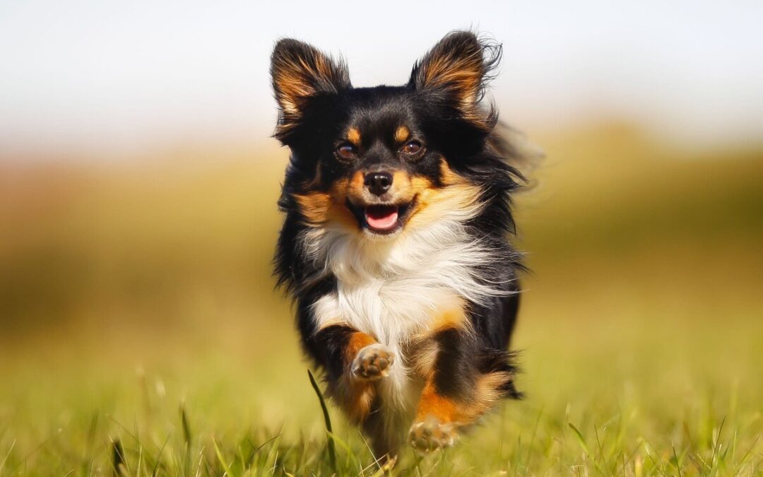Hondentuigje Chihuahua